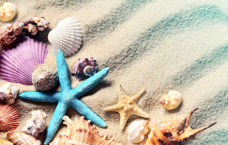 beach sand with colored shells and starfishの写真素材
