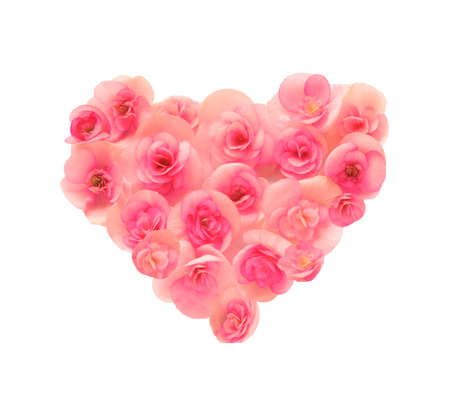 Flower begonia forming a heart shape against white backgroundの写真素材