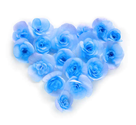 Flower begonia forming a heart shape against white backgroundの写真素材