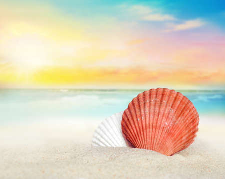 Big seashell on the sandy beach. Summer time.の写真素材