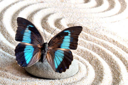 beautiful butterfly and a stone on the white sand with the wavesの写真素材