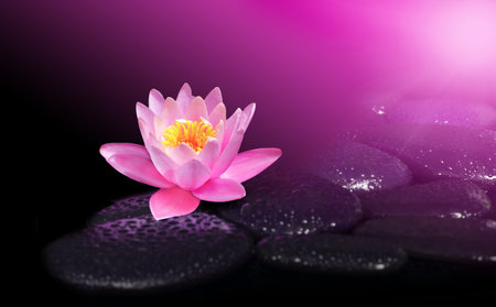 Water drops on black spa stones with Lily flower on dark background. Spa concept.の写真素材