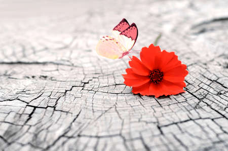 Old wooden cracked surface with flower and butterfly. Old wooden background.の写真素材