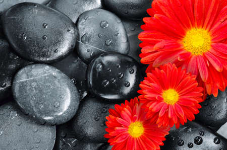 red flower on black pebbles in water drops as backgroundの写真素材