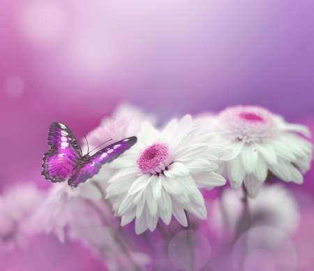 Butterfly on the white flower. Summer garden.の写真素材