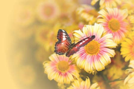 Butterfly on the white flower. Summer garden.の写真素材
