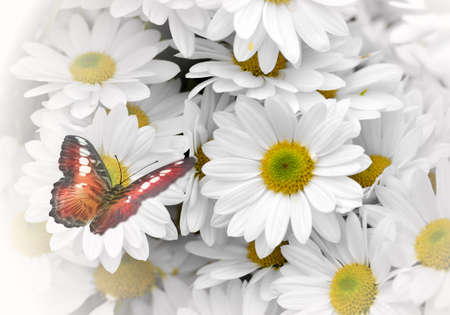 Butterfly on the white flower. Summer garden.の写真素材