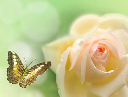 Pink roses and butterfly on a green blurred backgroundの写真素材