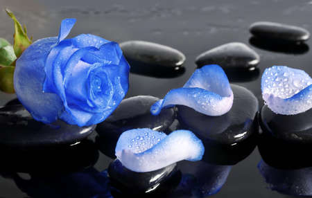 Spa stones and rose petals over black background. Spa concept.の写真素材