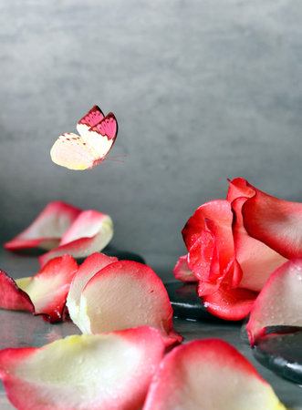 Spa stones and rose petals over grey background. Spa concept.の写真素材