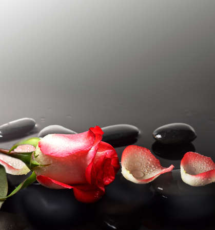 Spa stones and rose petals over grey background. Spa concept.の写真素材