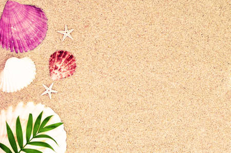 Sea shells and palm on the sand background. Summer beachの写真素材