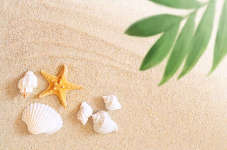 Sea shells starfish and palm on the sand background. Summer beachの写真素材