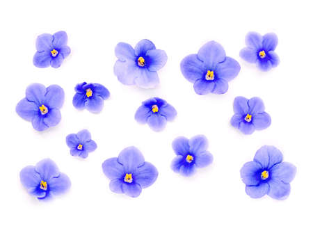 Blue colorful beautiful flowers isolated on white backgroundの写真素材