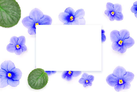 Blue colorful beautiful flowers isolated on white backgroundの写真素材