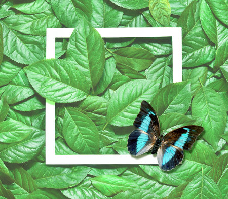 Creative layout made of leaves with paper card note and butterfly. Flat lay. Nature concept.の写真素材