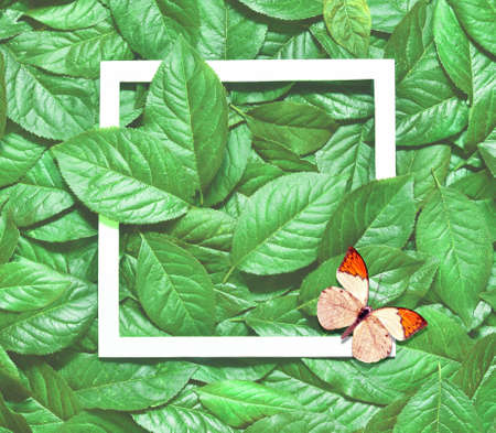 Creative layout made of leaves with paper card note and butterfly. Flat lay. Nature concept.の写真素材