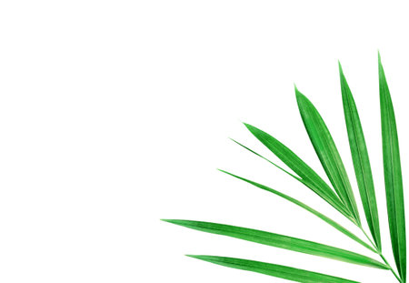 Green palm leaves on a white backgroundの写真素材