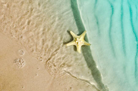 starfish on the summer beach with sand and waveの写真素材