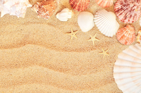sea shells with sand as background. Summer concept.