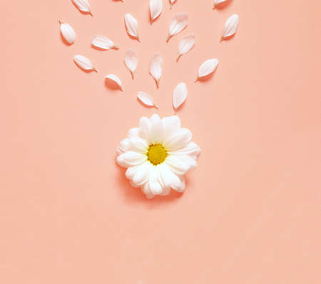 Spring or summer background with copy space for text. Chamomiles white flower with yellow heart and petals. Top view. Flat lay.の写真素材