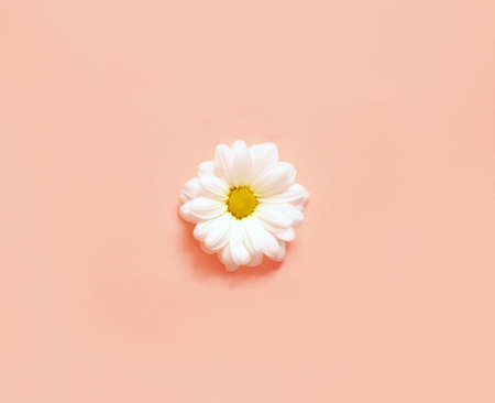 Spring or summer background with copy space for text. Chamomiles white flower with yellow heart. Top view. Flat lay.の写真素材