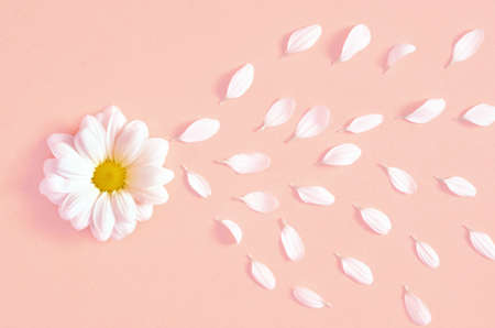 Spring or summer background with copy space for text. Chamomiles white flower with yellow heart and petals. Top view. Flat lay.の写真素材