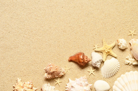 Sea sand with starfish and shells. Top view with copy space. Summer background.