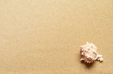 Sea sand with seashell. Top view with copy space. Summer background.の写真素材