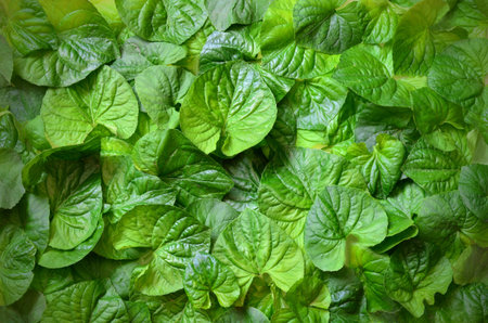 Creative background made of green leaves. Flat lay. Nature conceptの写真素材