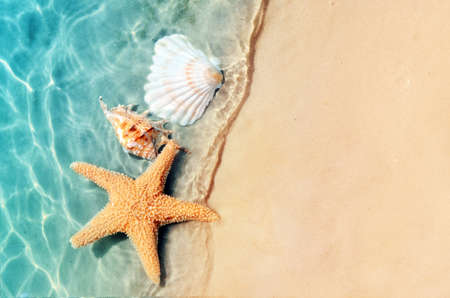 Starfish and seashell on the summer beach in sea water. Summer background. Summer time.の写真素材