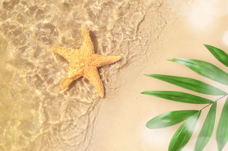 Starfish on the summer beach in sea water. Summer background. Summer time.の写真素材