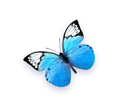 Blue butterfly isolated on white background. Beautiful insectの写真素材