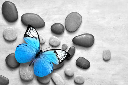 Blue butterfly on stone grey background. Spa and nature concept.の写真素材