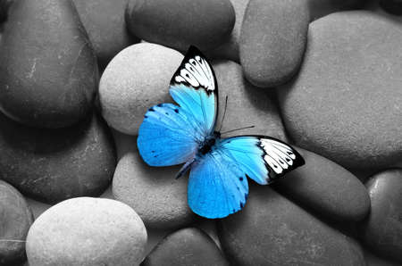 Spa concept with butterfly and zen stones. Top view.の写真素材