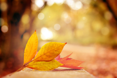 Autumn background with leaves. Fall