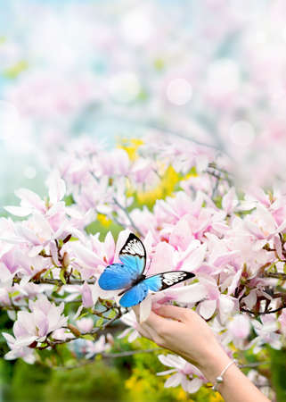 Butterfly on female hand and beautiful pink magnolia.の写真素材