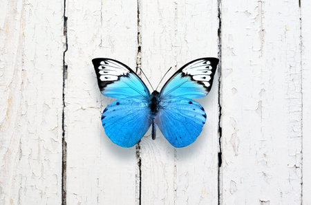 Beautiful butterfly isolated on a white wooden background,