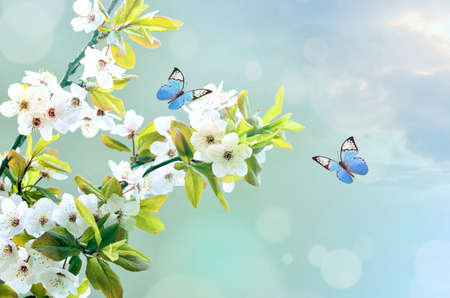 beautiful butterfly on white flower, sky background.の写真素材