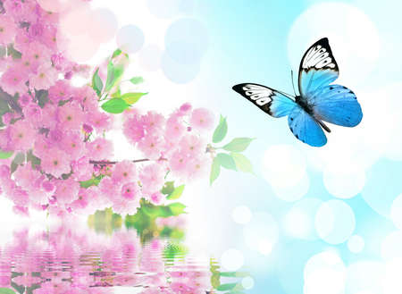 beautiful butterfly on pink flower, sky background.の写真素材