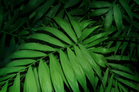 Tropical palm leaves green texture background