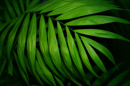 Tropical palm leaves green texture background