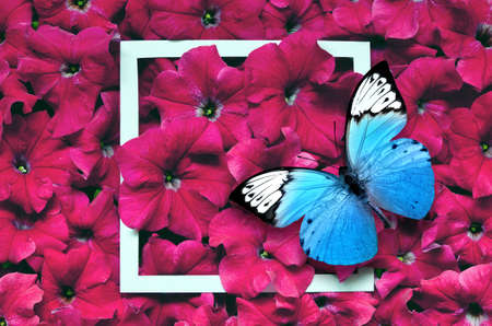 Floral background. Minimal art design and butterfly.の写真素材