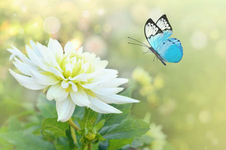 Butterfly on the white flower. Summer garden.の写真素材
