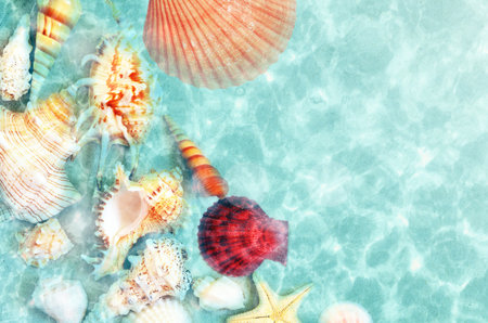 Seashell on the summer beach in sea water. Summer background. Summer time
