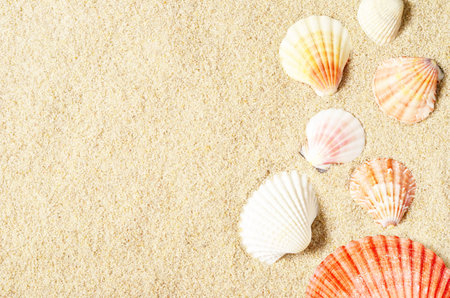 Sea shells on sandy beach. Summer background. Top view.