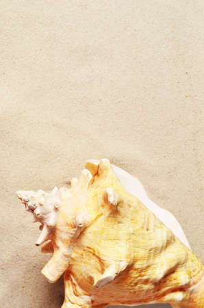 Seashell on sandy beach. Summer background. Top viewの写真素材