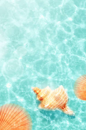 Seashell on the summer beach in sea water. Summer background. Summer timeの写真素材
