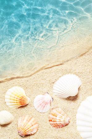 Seashell on the summer beach in sea water. Summer background. Summer time