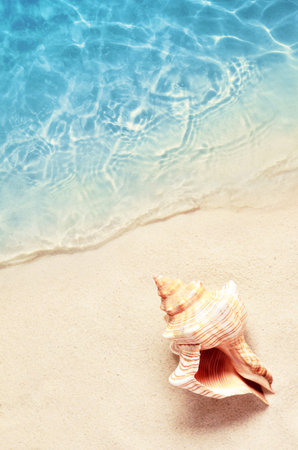 Seashell on the summer beach in sea water. Summer background. Summer time
